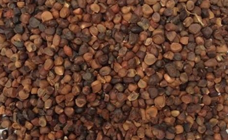 庵闾子 中药材庵闾子:穿越千年的草药传奇故事!