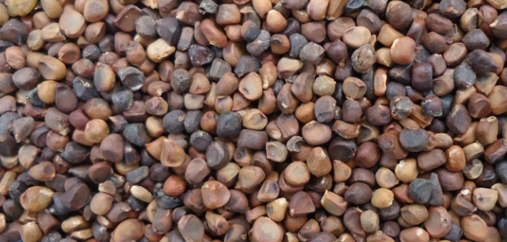 庵闾子 庵闾子药膳食谱:探索传统中药的食疗魅力