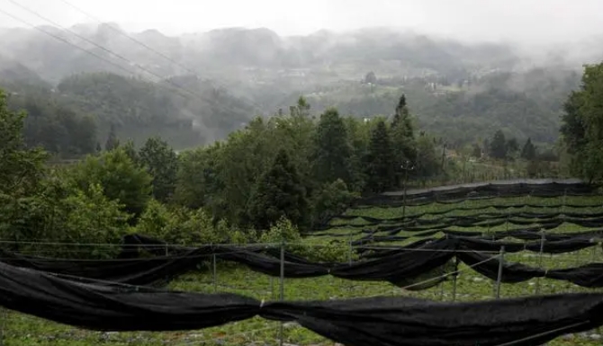 杜鹃沙厂乡药材 百里杜鹃沙厂乡:一株中草药造就“亿元级”振兴产业