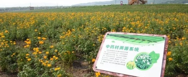 加格达奇中药材 中药材致富路|加格达奇打造中药材种植合作社发展新样板