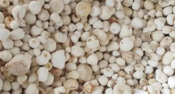 半夏 半夏是什么?中药材半夏简介!