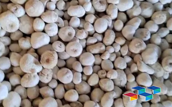 半夏 半夏之韵:一味药引千古情的传奇