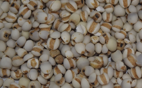 薏苡仁 亳州中药材市场薏苡仁行情趋于稳定 货源进入实销