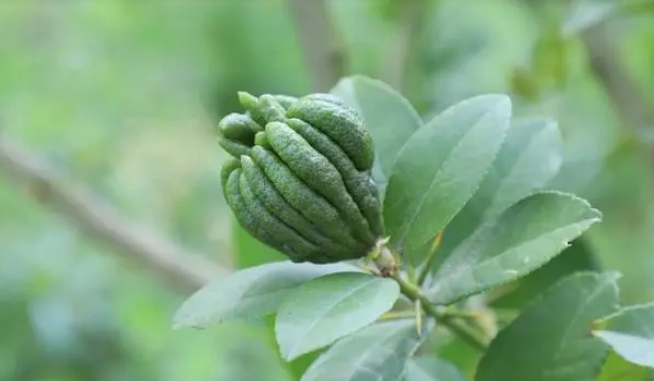 巴中中医药产业 用好“秦巴山区天然药库”自然资源 促进巴中中医药产业发展