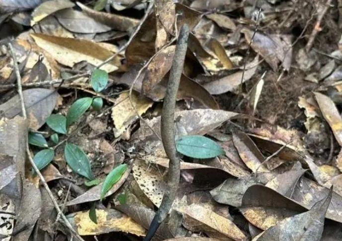 乌灵参 黄山九龙峰发现珍稀名贵中药材乌灵参