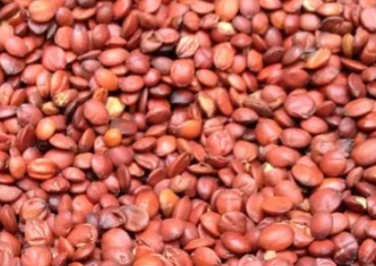 酸枣仁 亳州中药材市场酸枣仁行情暂时恢复平稳 交易量一般