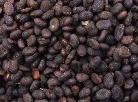 补骨脂 亳州中药材市场补骨脂行情止升暂时转稳 但持货要价依然坚挺