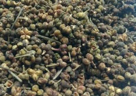 吴茱萸 荷花池中药材市场吴茱萸走动平稳