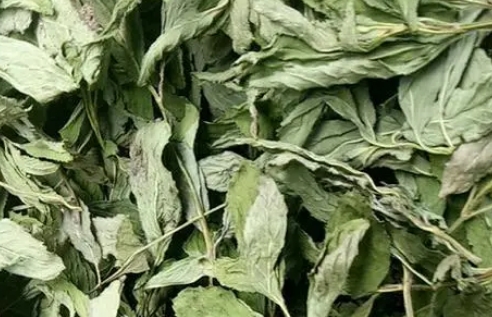薄荷功效价值 中药材薄荷:清凉之草的魅力与奥秘
