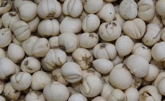 贝母 中药材贝母有哪些功效与作用?贝母润肺止咳的功效价值