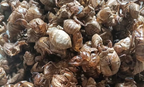 蝉蜕 亳州中药材市场蝉蜕要价较乱 新货不断应市