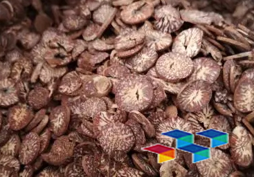 中药材槟榔药用价值与功效作用简介