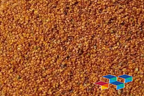 葶苈子 安国中药材市场葶苈子行情与前期保持平稳