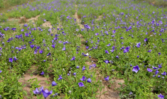 全方位推动中蒙药材产业升“品”提“质”