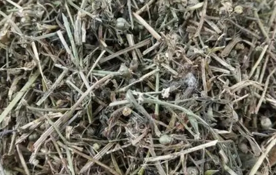 2024年8月13日四川荷花池药材市场中药材价格行情快讯