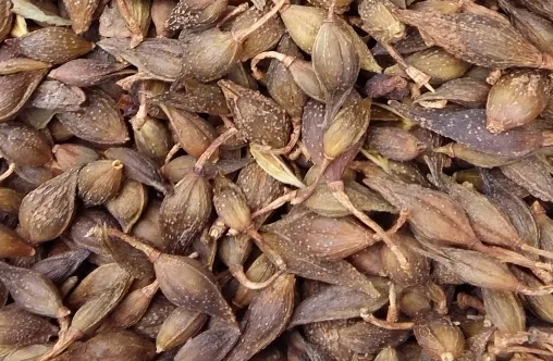 2024年8月15日安徽亳州药材市场中药材价格行情快讯