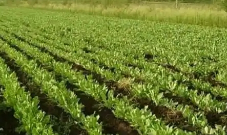 生态种植开辟中药材可持续发展“新天地”走上致富路