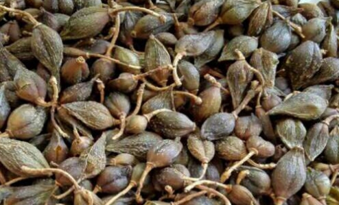 聚力推动乌蒙山中医药产业高质量发展