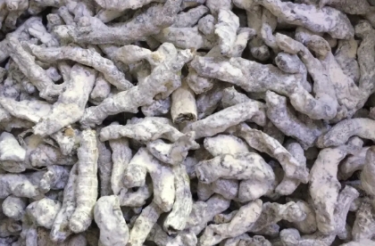 白僵蚕 中药材白僵蚕有哪些用法?白僵蚕的功效与价值介绍