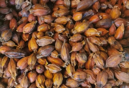 2024年8月26日安徽亳州药材市场中药材价格行情快讯