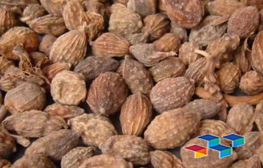 2024年9月2日安徽亳州药材市场中药材价格行情快讯