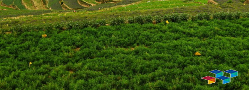 亚盛集团:公司种植的中药材主要为黄芪、党参、当归等甘肃省道地中药材品种