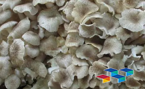 2024年9月13日河北安国药材市场中药材价格行情快讯