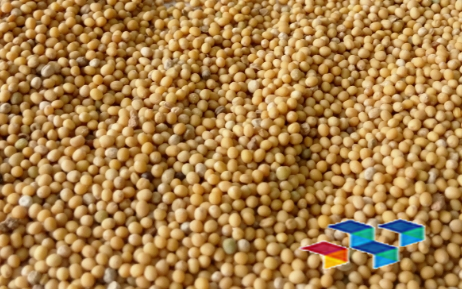 传统中药材白芥子有哪些功效?中药材白芥子药材简介