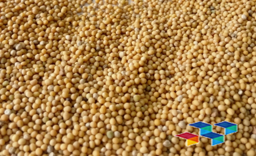 白芥子 白芥子药膳食谱:白芥子的做法与功效作用