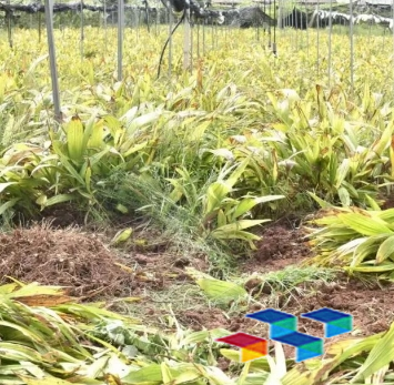 乡村振兴：中药材助农增收