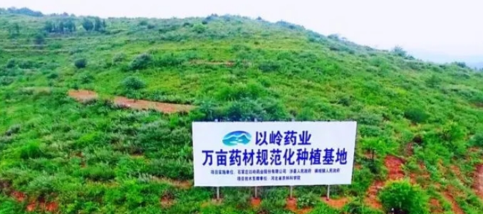 以岭药业 以岭药业从源头把控药材质量,促进中药产业高质量发展