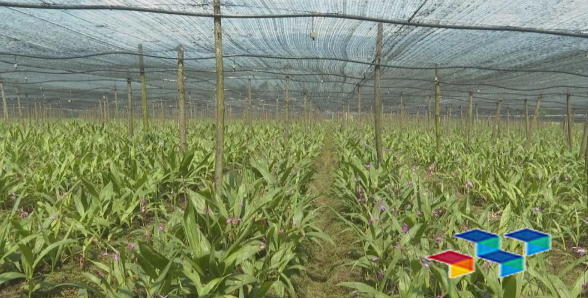 中药材产业:强保障抓特色 全力推动中药材产业发展