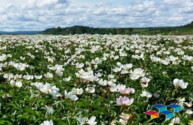 乡村振兴 乡村振兴:“药材”变“药财” 致富有良方