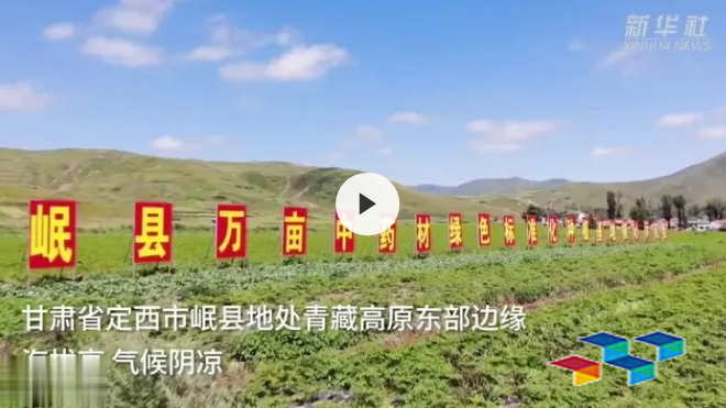 岷县中药材 西北“千年药乡”岷县中药材鲜货上市交易旺