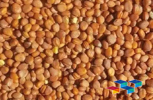 莱菔子 玉林中药材市场莱菔子商家少有关注行情平淡运行