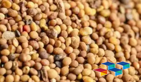 菟丝子 安国中药材市场菟丝子新货上市量增多 行情回落