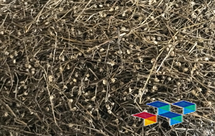 白花蛇舌草：一段传奇的药材故事