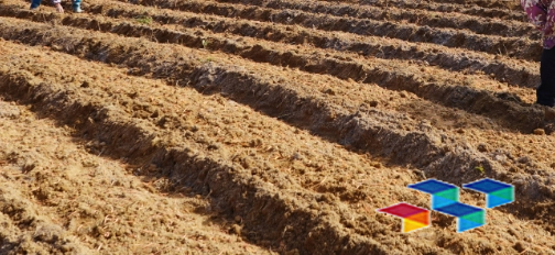 乡村振兴：西和县六巷乡中药材种植开出增收“药”方