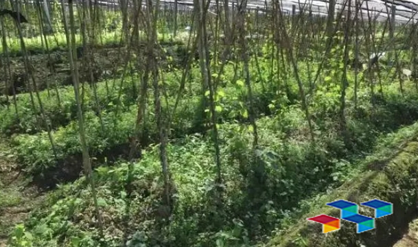 修文县独山村：林下中药材种植有序推进