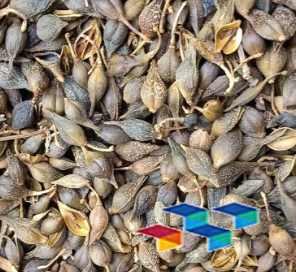 2024年11月6日安徽亳州药材市场中药材价格行情快讯