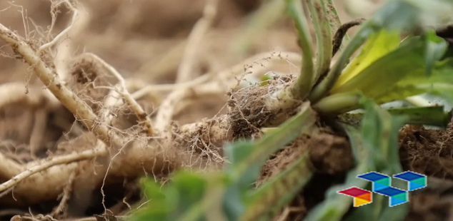 秋季丰收:陇西药材飘香产业兴