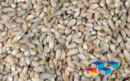 2024年11月7日河北安国药材市场中药材价格行情快讯