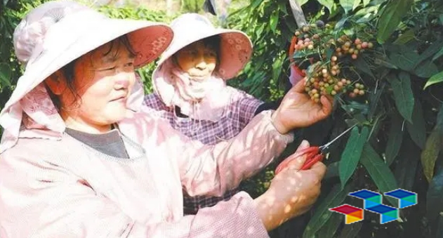 药材看点：罗平中药材产业成为乡村振兴发展“良方”