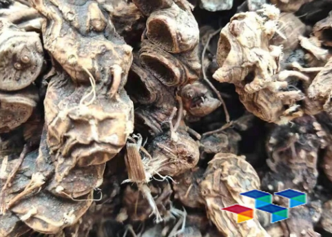 中药材八角莲有哪些功效与作用?八角莲简介!