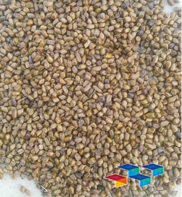 2024年12月31日河北安国药材市场中药材价格行情快讯