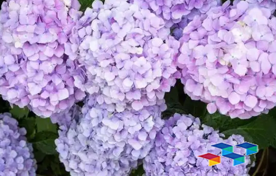 白刺花、芭蕉花功效及价格探秘