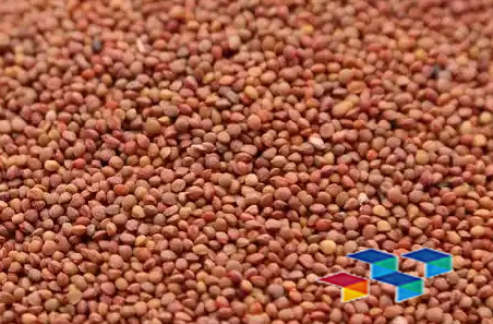 楮实子 亳州中药材市场楮实子行情延续低迷