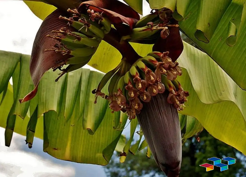药康网,中药材概览,芭蕉花药材简介,白刺花叶药材简介,荜茇中药材行情信息,白刺花药材简介,荜茇吃法与功效
