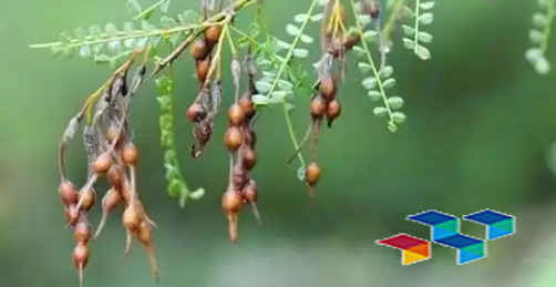 白刺花食药价值及行情速递