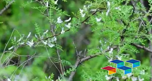 蚕沙、穿心莲、白刺花叶、苍术、蝉蜕的食用与药用探讨